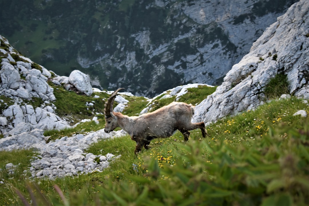 „Tierische Begegnungen: Zoos und Tierparks in Österreich für Familien“