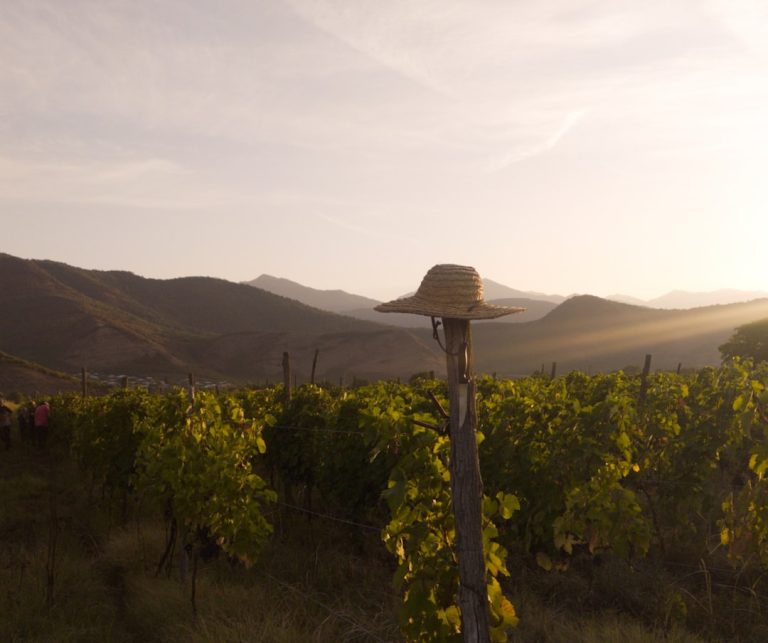 Photo Mountains, Wine